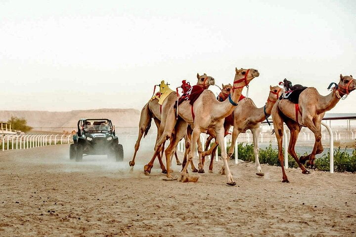 Dubai: Royal Camel Race